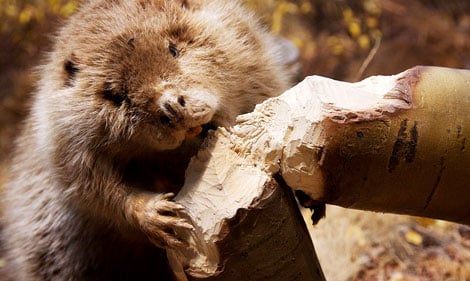 Nærbilde av en bever som gnager på en trestamme