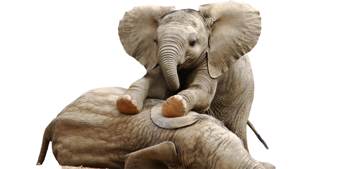 En elefantunge klatrer på en annen