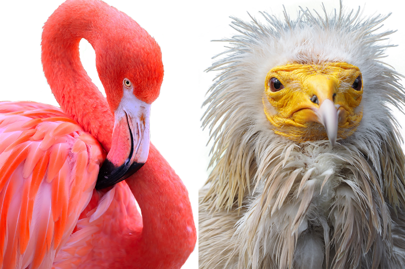 Nærbilde av en flamingo og en åtselgribb