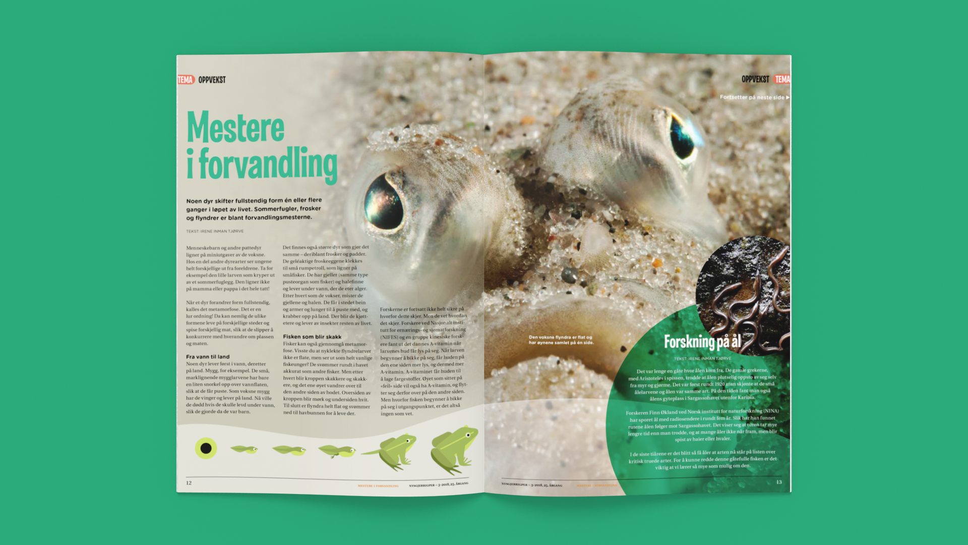 Artikkelen Mestere i forvandling med bilde av en flyndre oppslått på grønn bakgrunn