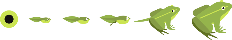 Illustrasjon av froskens utvikling fra froskeegg til rumpetroll til ferdig frosk