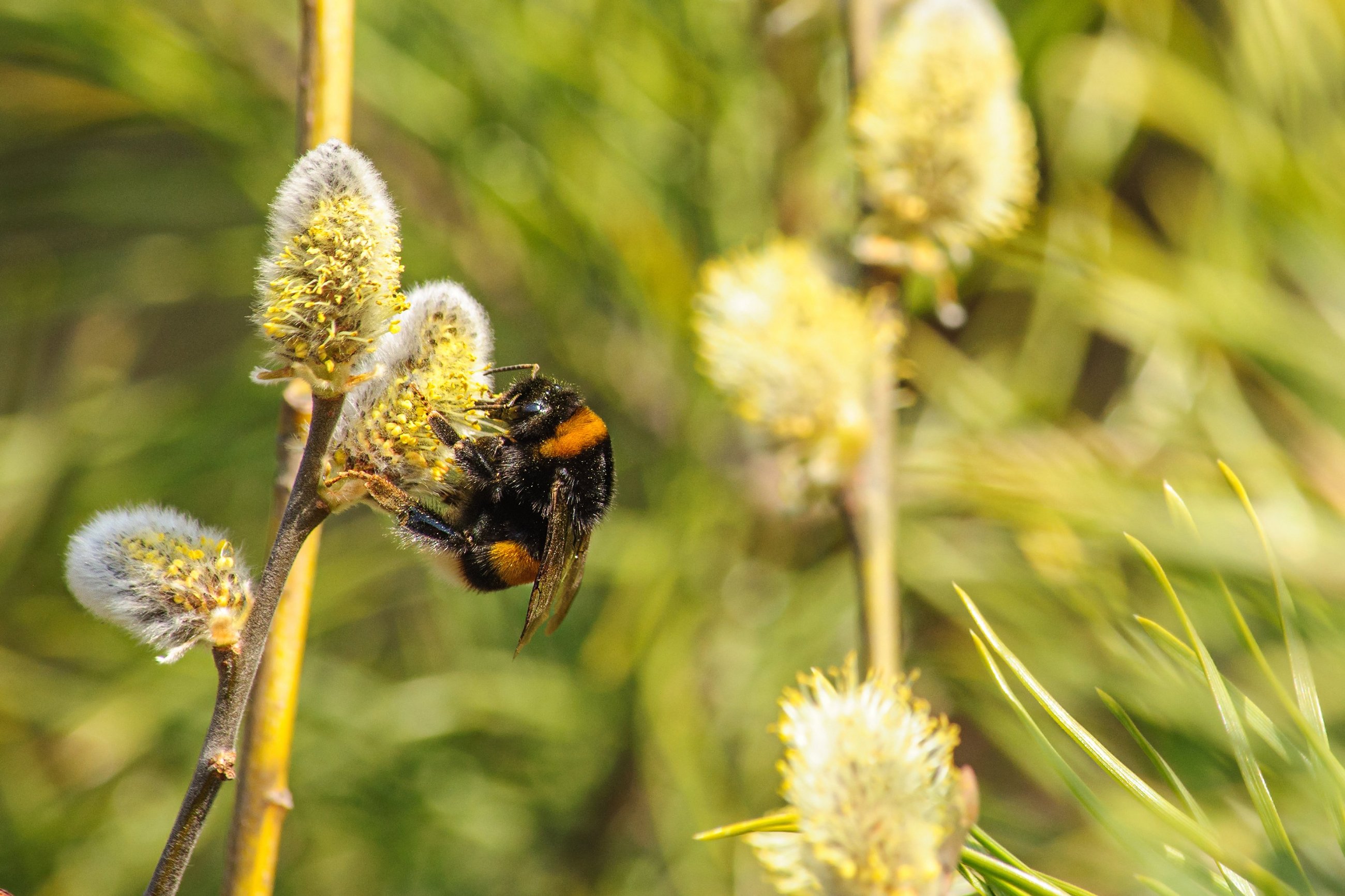 En humle samler pollen fra en gåsunge på et Seljetre
