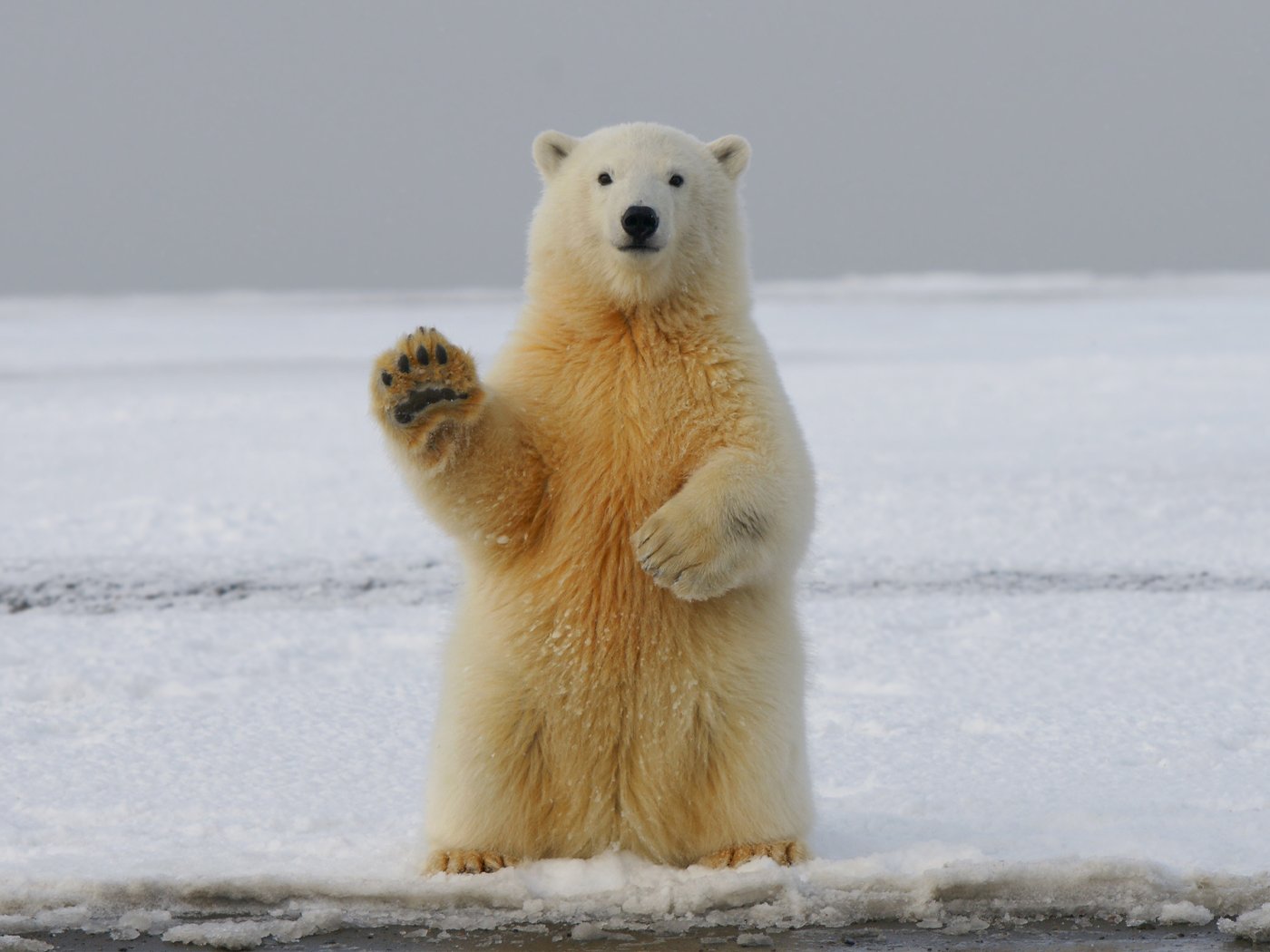 Oppreist isbjørn som ser rett frem og har den ene labben opp