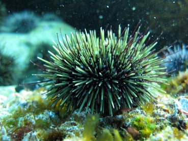 Foto av kråkebolle på havbunnen