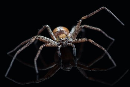 Nærbilde av en jaktedderkopp.