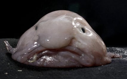 Nærbilde av en Blubbefisk, en geleaktig fisk.