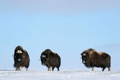Tre moskusokser står ved siden av hverandre på en snødekket slette.