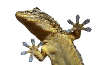 Nærbilde av en Bladfingergekko sett underfra