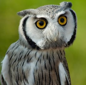 Nærbilde av en hvitfjesugle med grå og hvite fjær og gule øyne