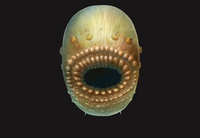 Detaljert bilde av en Saccorhytus, et virveldyr som kun har et rundt hode med en åpning som e munn, men mange klumper rundt hullet. 