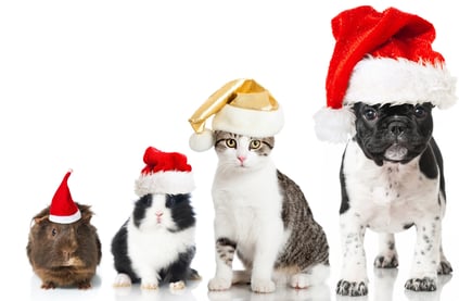 Et hamster, et marsvin, en katt og en hund med nisseluer på hodene.