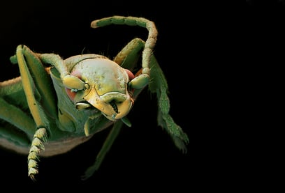 Nærbilde av en grønn bombarderbille. 