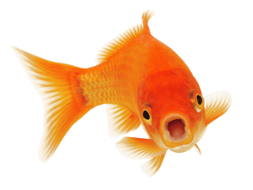 Nærbilde av en gullfisk