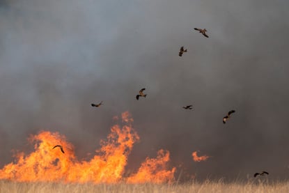 Fugl flyr gjennom skogbrann og sprer brannen.