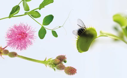 Bilde av Mimosa, erteblomst, venusfluefanger.