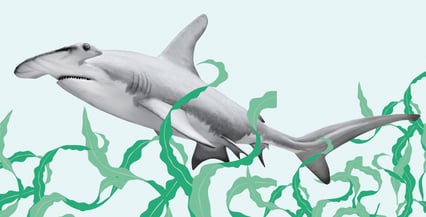 Hammerhai med tegnet sjøgress rundt