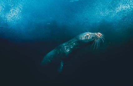 Sel under vann i Golfstrømmen