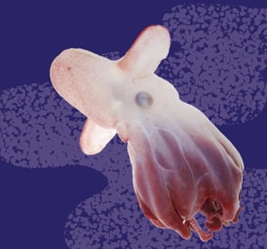 Lys rosa blekksprut på lilla bakgrunn