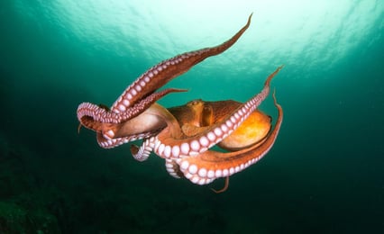 Oransje blekksprut svømmer i vann