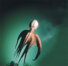 Blekksprut svømmer i vann