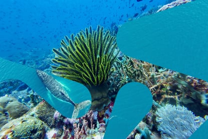 Illustrasjonsbilde av livet under vann