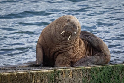 Hvalross i vannkanten