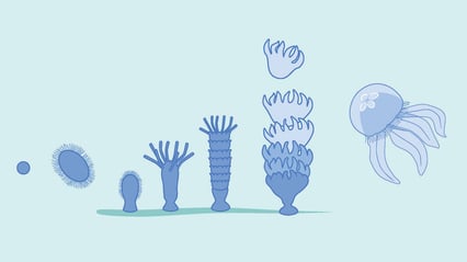 Tegning av de ulike stadiene i manetens livssyklus