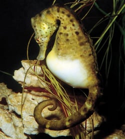 En oppblåst sjøhest