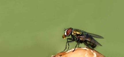 En husflue på nært hold.