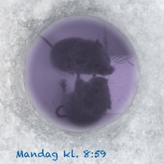 To fjellmarkmus sammen under snøen. 