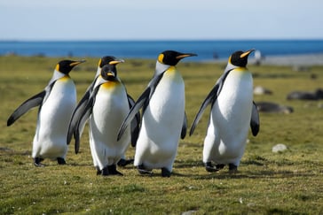 Fem kongepingviner på Sør-Georgia.