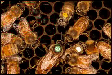 Mange bier i en bikube.