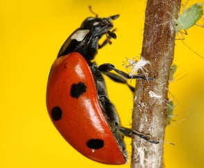 Nærbilde av en Marihøne som klatrer på en kvist.