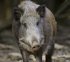 Nærbilde av et villsvin som ser mot kameraet.
