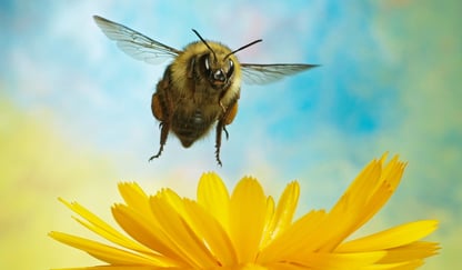 En humle flyr over en blomst