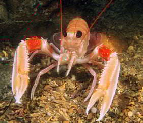 Nærbilde av en kreps under vann. Foto: Picturepoint.no.