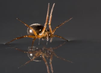 Edderkoppen som bruker beina som seil. 