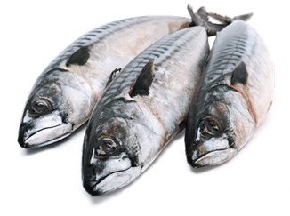 Tre døde fisk som ligger ved siden av hverandre