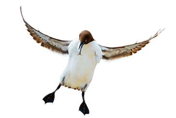 En lomvi med en fisk i nebbet