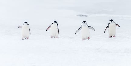 Fire pinkviner spaserer bortover isen.