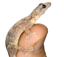 En liten gekko sitter på en finger.