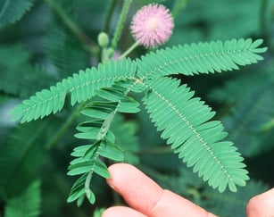 Nærbilde av en sanseplante.