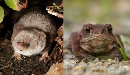 Nærbilde av en spissmus og en padde