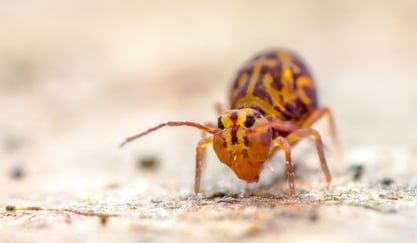Nærbilde av en spretthale med sorte øyne og lange følehorn