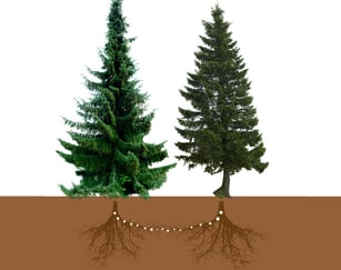 Illustrasjon som beskriver hvordan røttene hjelper hverandre og deler næring.