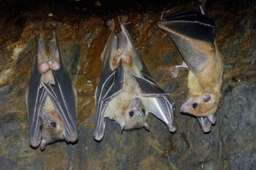 Tre flagggermus henger fra taket i en mørk hule