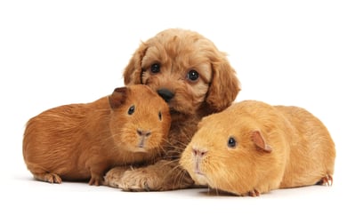 En liten hundevalp koser med to marsvin.