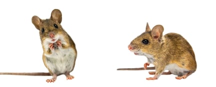 To mus som står ved siden av hverandre.