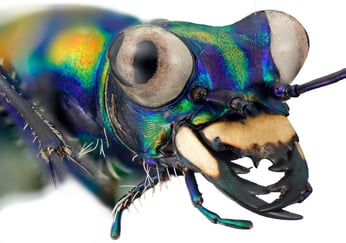 Nærbilde av en Sandløper, med store øyne og en stor klo-aktig munn