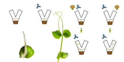 Illustrasjon av hvordan en ertespire vokser i et forskningsprosjekt 